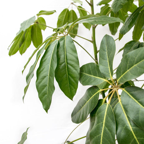 Schefflera Amate XL - 220 cm - ø45