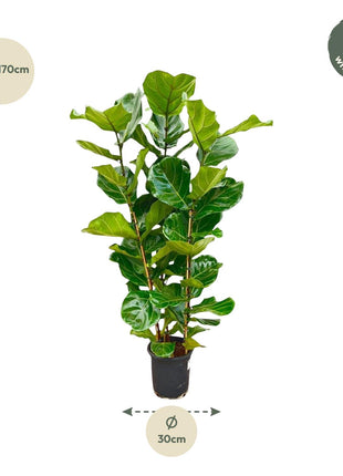 Ficus 100cm - Klassieke Kamerplant