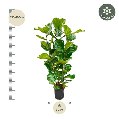 Ficus 100cm - Klassieke Kamerplant