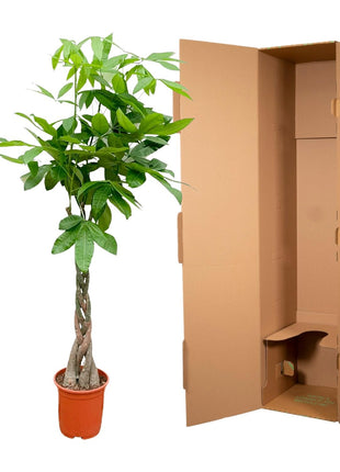 Pachira Aquatica - Kamerplant