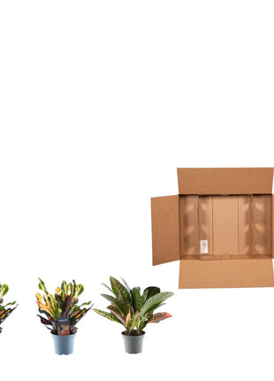 3x Croton Codiaeum mix - 30 cm - ø12