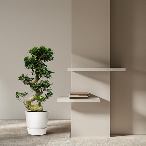Ficus 80cm - Klassieke Kamerplant