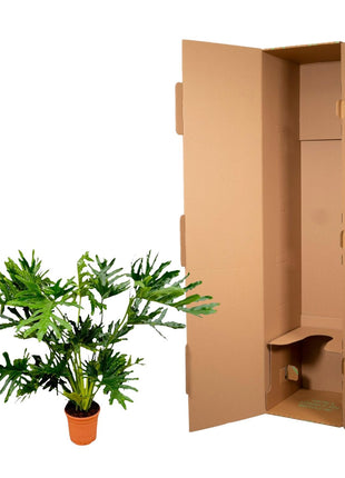 Philodendron 100cm - Tropische Kamerplant