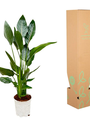 Strelitzia Nicolai 120cm - Paradijsvogelplant