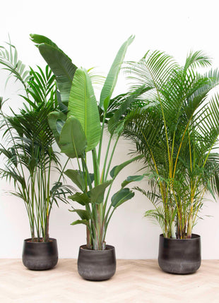 Strelitzia Nicolai 200cm - Paradijsvogelplant