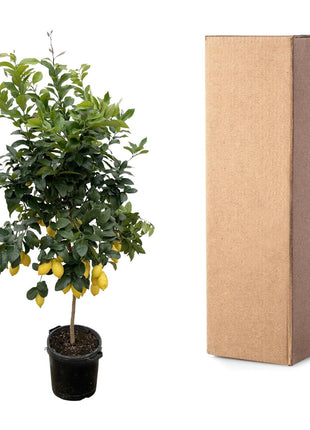 Citrus Lemon - Kamerplant