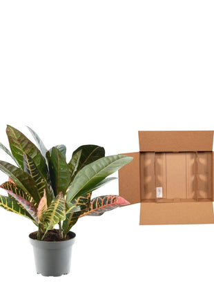 Codiaeum variegatum 'Petra' - 30 cm - ø12