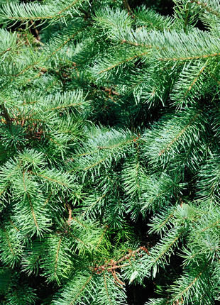 Kleine Kerstboom 70cm - Picea Glauca Conica - Echte Kerstboom