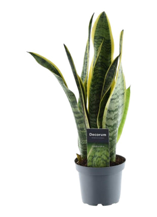 Sansevieria 45cm - Vrouwentong | Luchtzuiverend