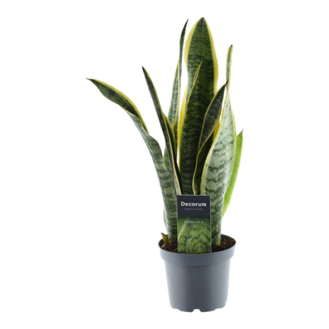 Sansevieria 45cm - Vrouwentong | Luchtzuiverend