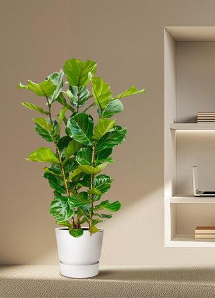Ficus 100cm - Klassieke Kamerplant