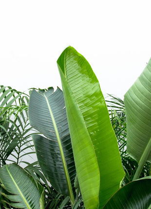 Strelitzia Nicolai 200cm - Paradijsvogelplant