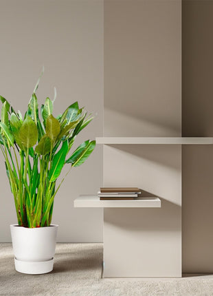 Strelitzia Reginae XL - 160cm - ⌀30