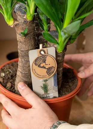 Palm 90cm - Tropische Kamerplant