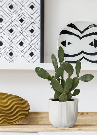 Cactus - Weinig Water & Makkelijk