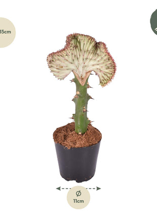 Cactus - Weinig Water & Makkelijk