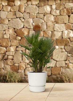 Chamaerops Humilis multi stam - 160 - 180 cm - Ø45cm