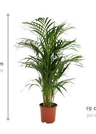 Areca palm - Ø17cm - ↕70cm