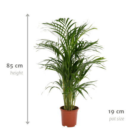 Areca palm - Ø17cm - ↕70cm