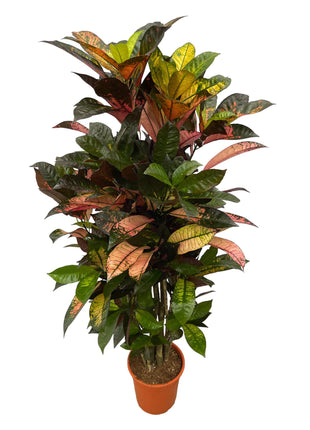 Codiaeum (Croton) Iceton vertakt - 110 cm - Ø24cm