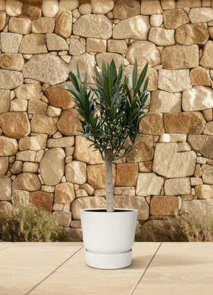 Nerium Oleander on stem with pink flower - Kamerplant