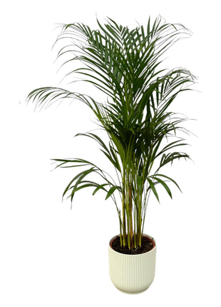 Areca Palm 130cm - Luchtzuiverende Kamerplant met Pot