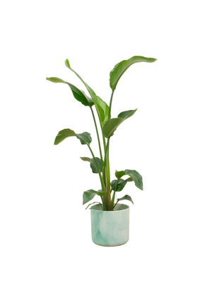 Combi deal - Strelitzia Nicolai inclusief elho Ocean Round pacifisch groen Ø22 - 100 cm