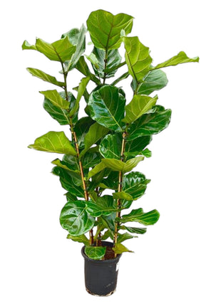 Ficus 100cm - Klassieke Kamerplant