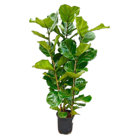 Ficus 100cm - Klassieke Kamerplant