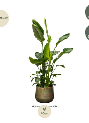 Strelitzia Nicolai de luxe XXL - 250cm - ø40
