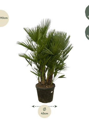 Chamaerops Humilis multi stam - 160 - 180 cm - Ø45cm