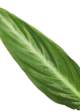 Calathea Stripestar - 40 cm - Ø12cm