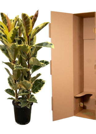 Ficus Elastica Tineke struik - 140 cm - Ø28cm