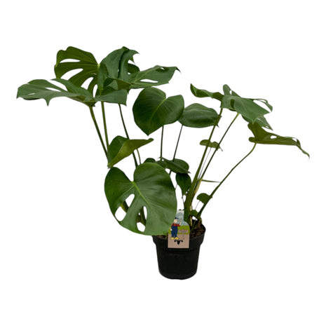 Monstera 70cm - Gatenplant Kamerplant
