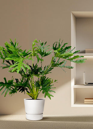 Philodendron 100cm - Tropische Kamerplant