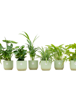 Surprise Box – 6 kamerplanten met Elho Vibes pot Ø14 | Stijlvolle kleurenmix & cadeau - Kamerplant