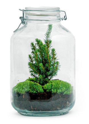 DIY Terrarium - Jar Christmas - 28cm - Kerst Decoratie