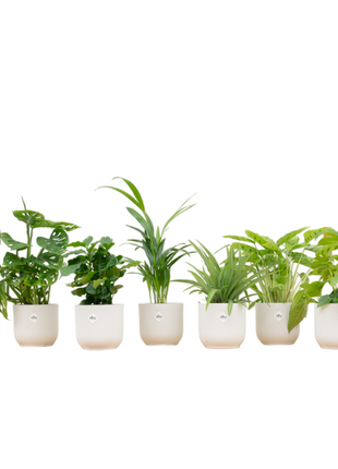 Surprise Box – 6 kamerplanten met Elho Vibes pot Ø14 | Stijlvolle kleurenmix & cadeau - Kamerplant