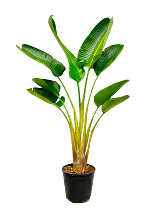 Strelitzia Augusta - 160 cm - Ø21-24cm
