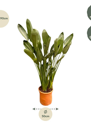 Strelitzia Reginae XXL - 200cm - ø50