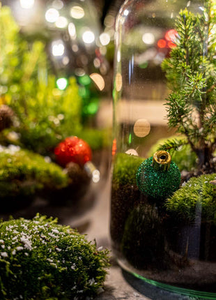 Holly Christmas terrarium - Bottle garden DIY kit - Ø 29 cm ↑ 30