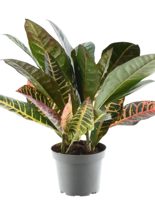 Codiaeum variegatum 'Petra' - 30 cm - ø12