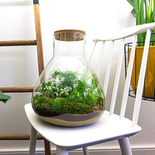 Banner image for: <h2>DIY XL Terrarium</h2>