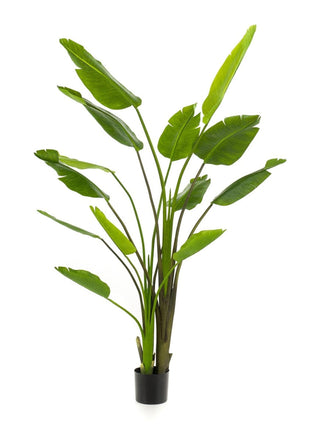 Strelitzia nicolai - 180 cm - In zwarte pot - Kunstplant