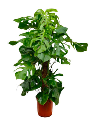 Monstera 150cm - Gatenplant Kamerplant