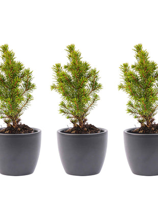 Mini - kerstboom set 3 - inclusief Boule Antraciet pot