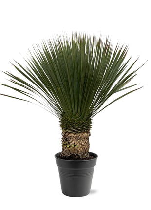 Yucca 90cm - Sterke Kamerplant