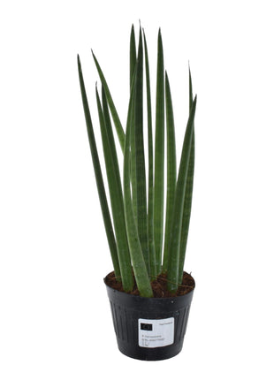 Sansevieria 38cm - Vrouwentong | Luchtzuiverend