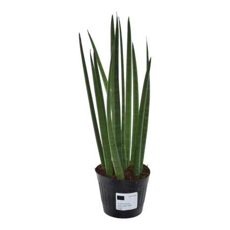 Sansevieria 38cm - Vrouwentong | Luchtzuiverend