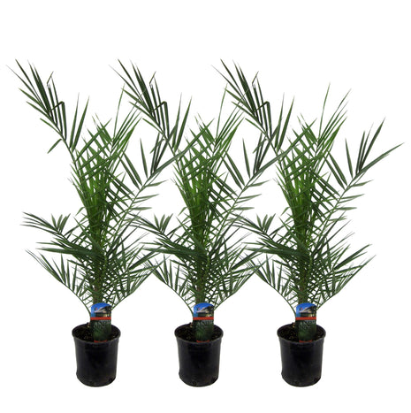3x Phoenix Canariensis - Kamerplant